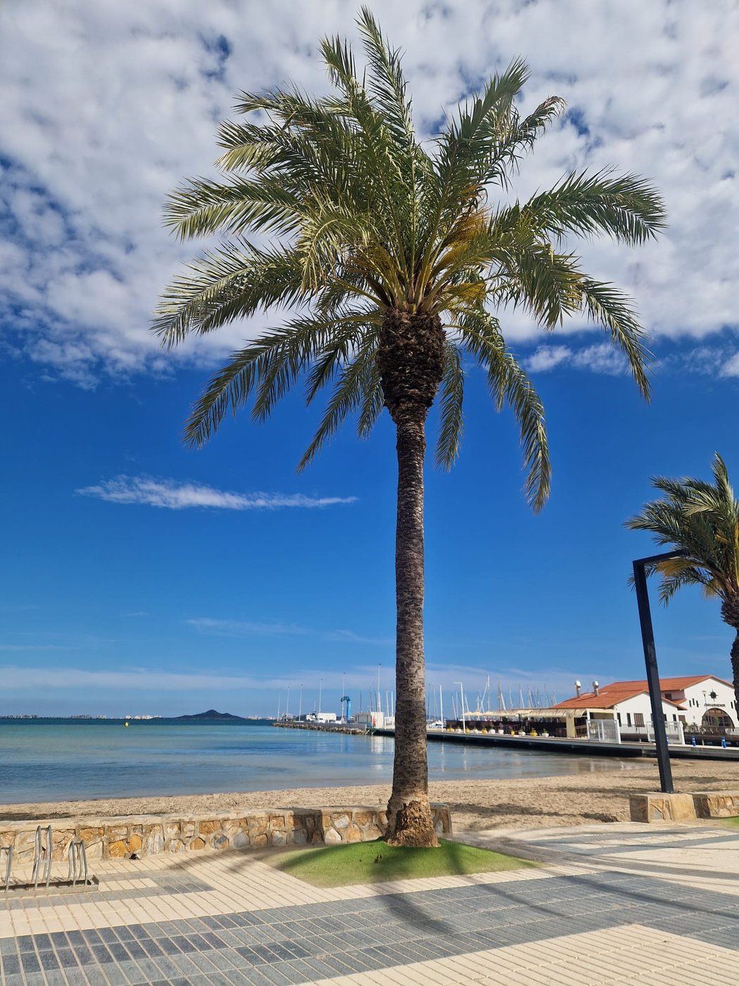 Palmboom op de boulevard aan de Mar Menor in Los Alcázares, met de jachthaven op de achtergrond